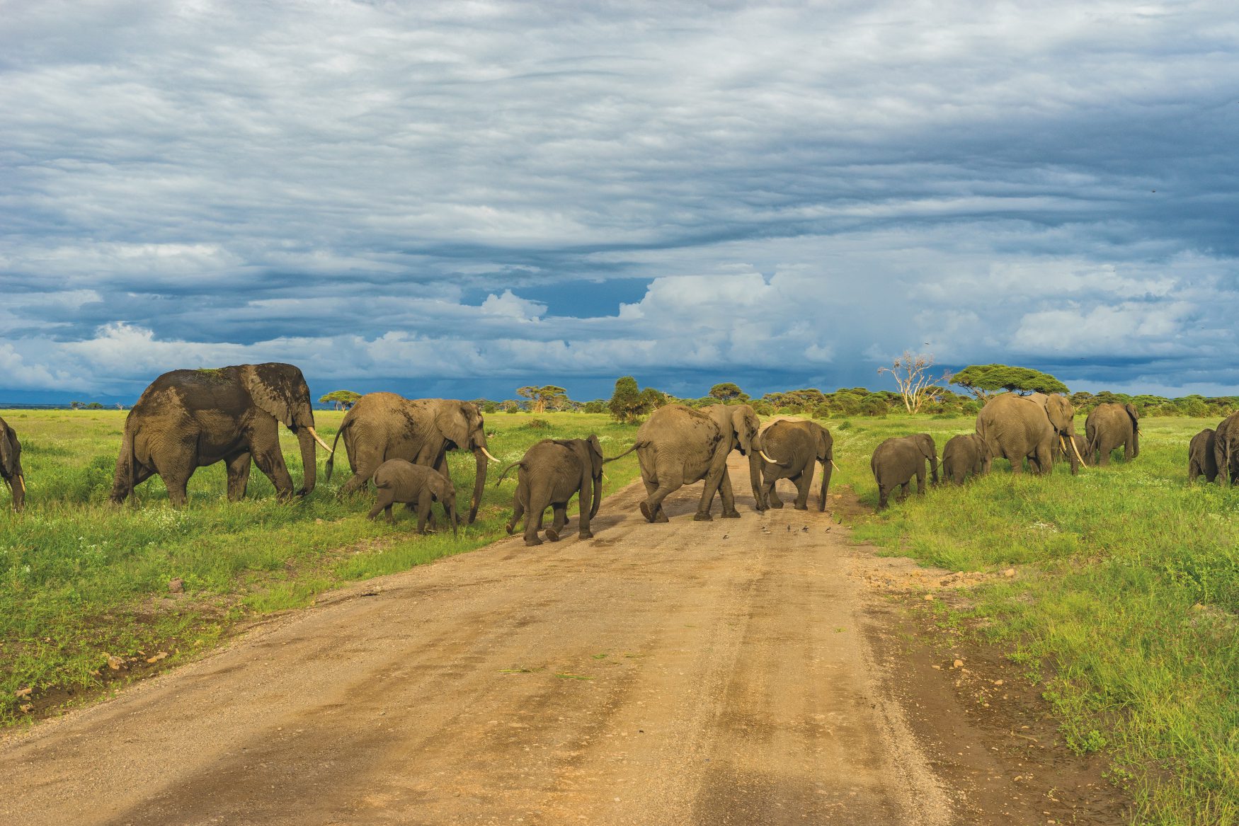 elephants