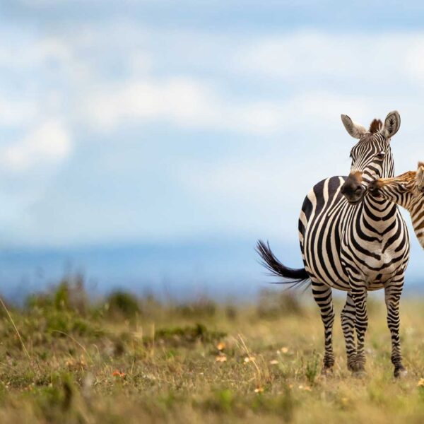 Wildlife