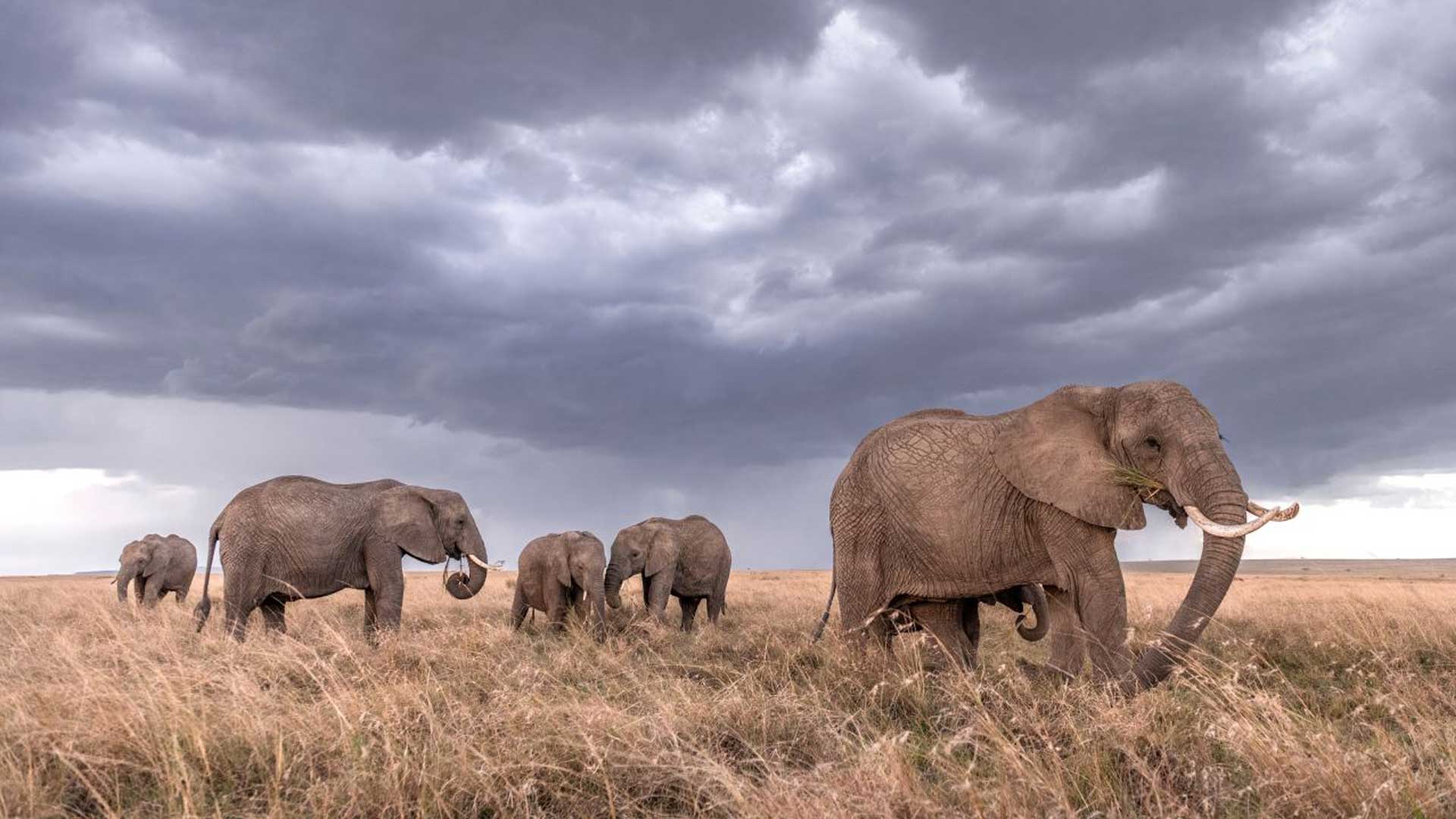 9 days tanzania luxury safari