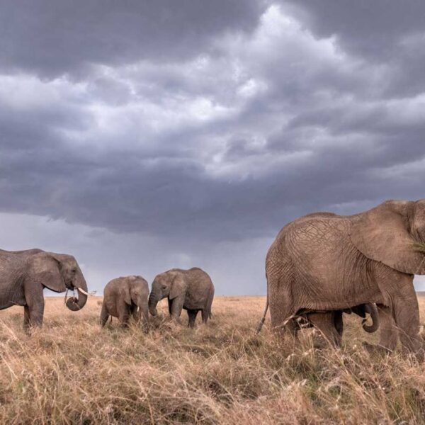 Wildlife