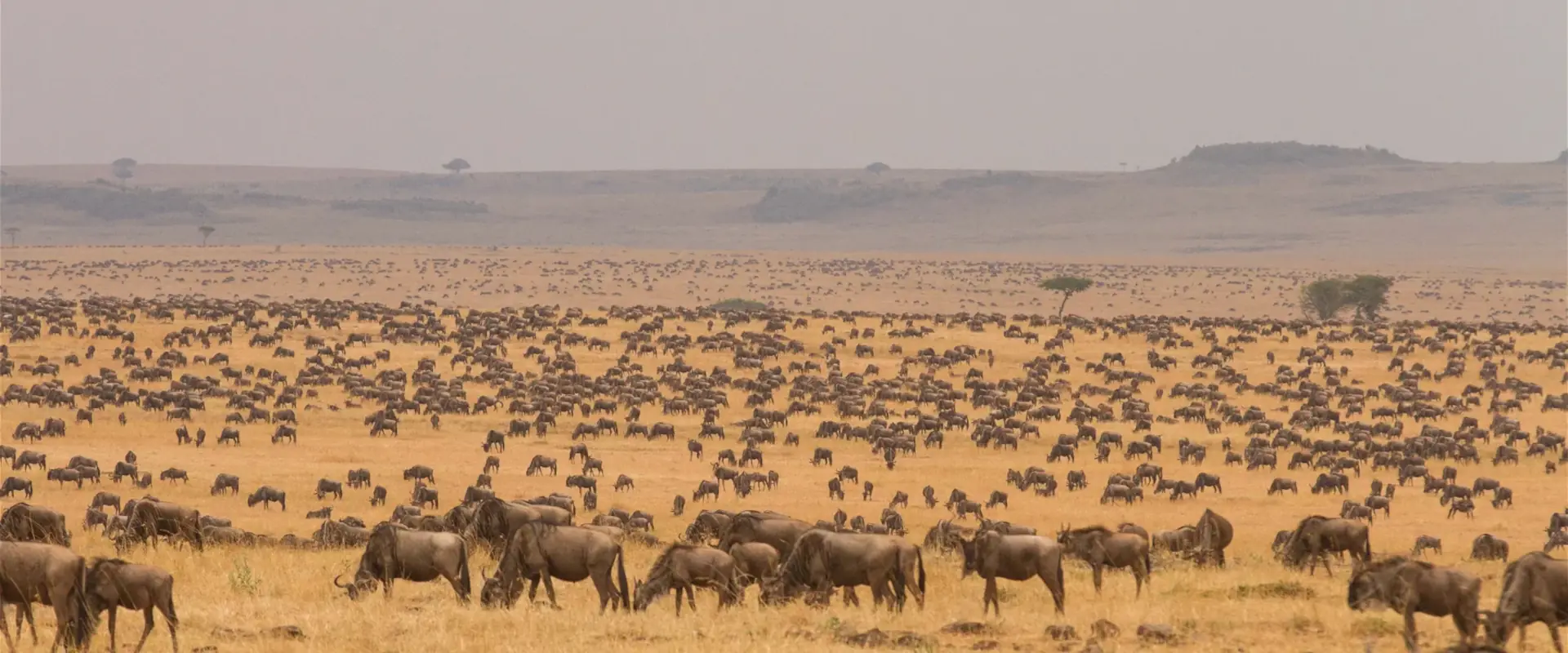 Serengeti